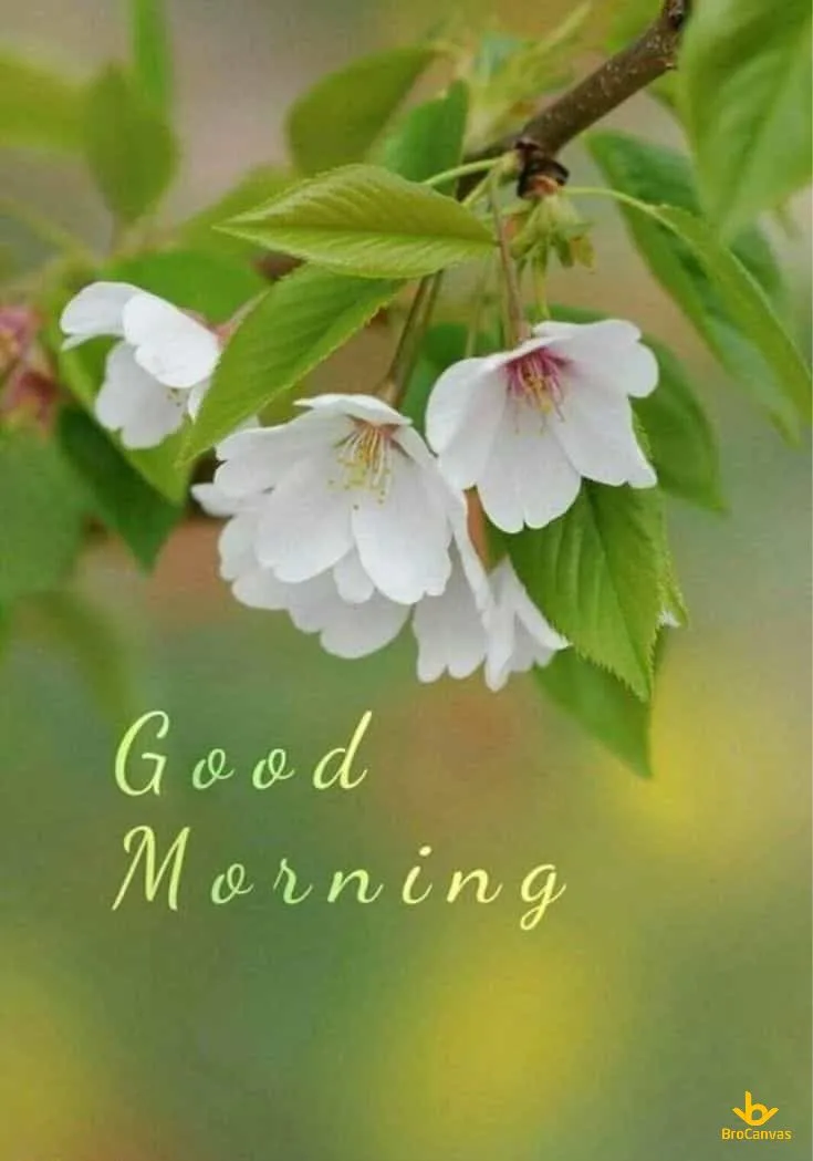 Ảnh Cảnh Hoa Chào Buổi Sáng