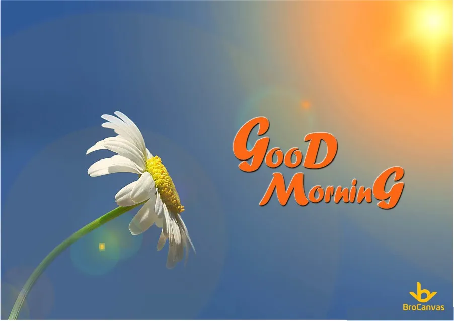 Hình ảnh Hoa Cúc Họa Mi Chào Buổi Sáng