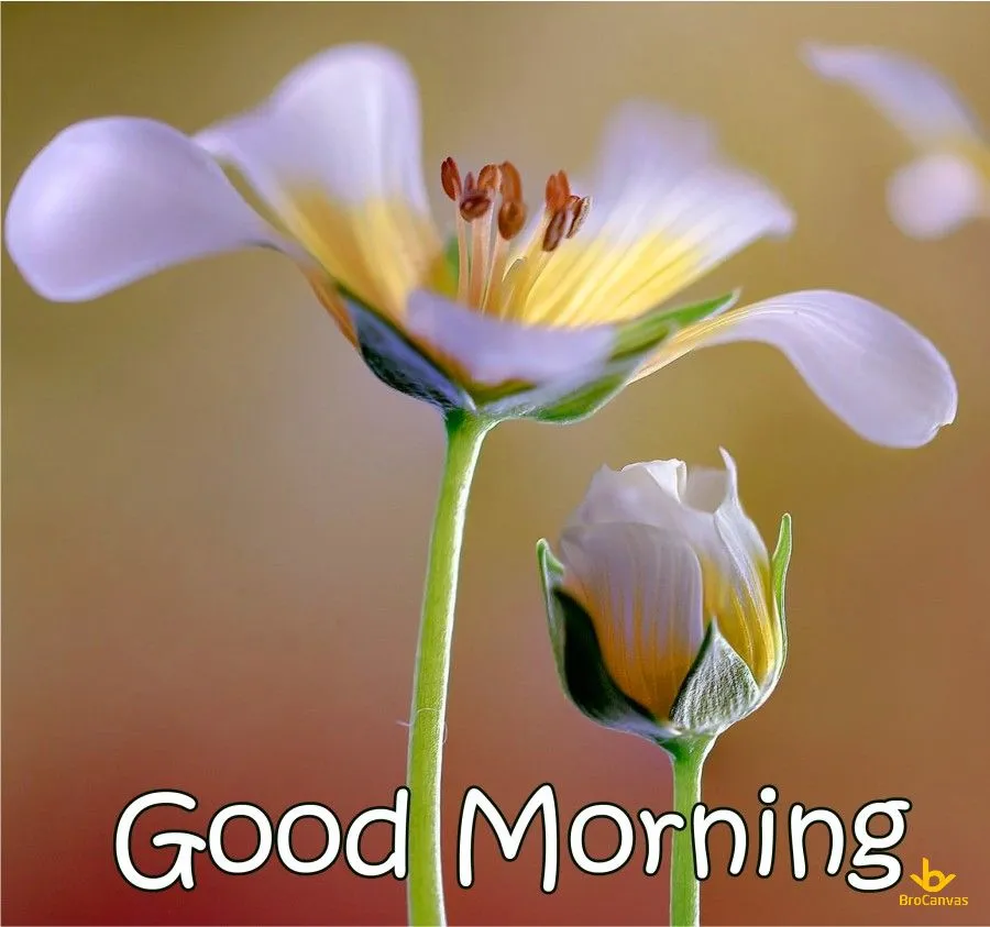 Hình ảnh Hoa Good Morning
